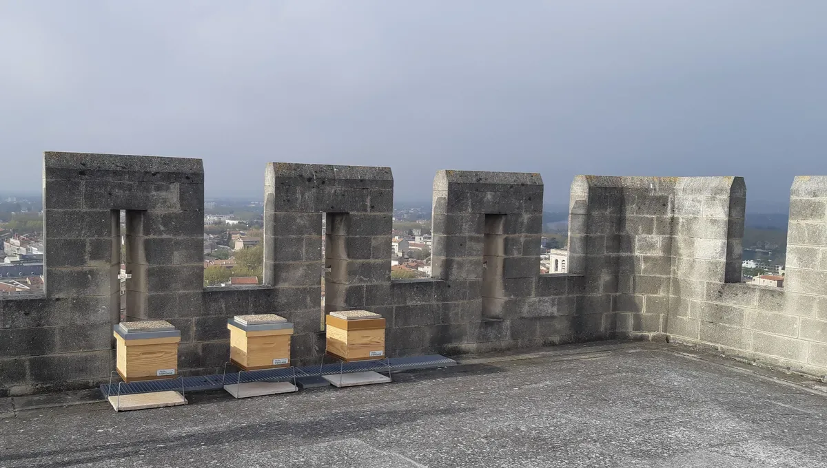 На башне Папского дворца в Авиньоне стоят ульи, и городские пчёлы обгоняют деревенских