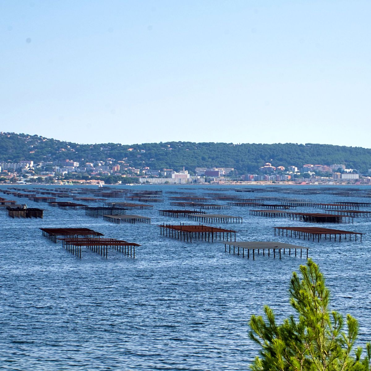 Как два студента-друга стали устричными фермерами на лагуне То