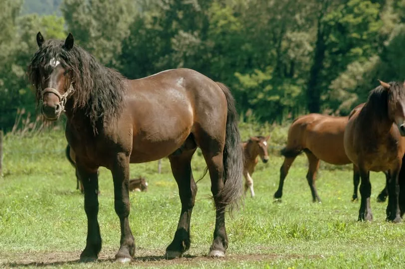 Порода лошадей, у которой всего сорок жеребят в год на весь мир
