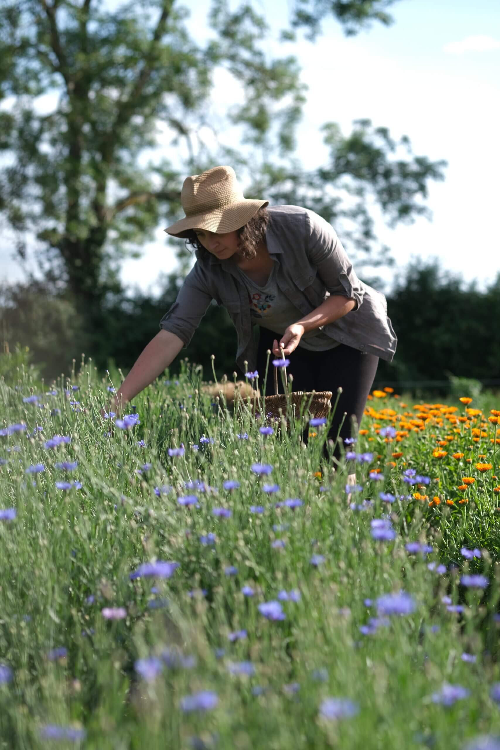 Как съедобные цветы из маленькой фермы покорили звёздные рестораны долины Роны