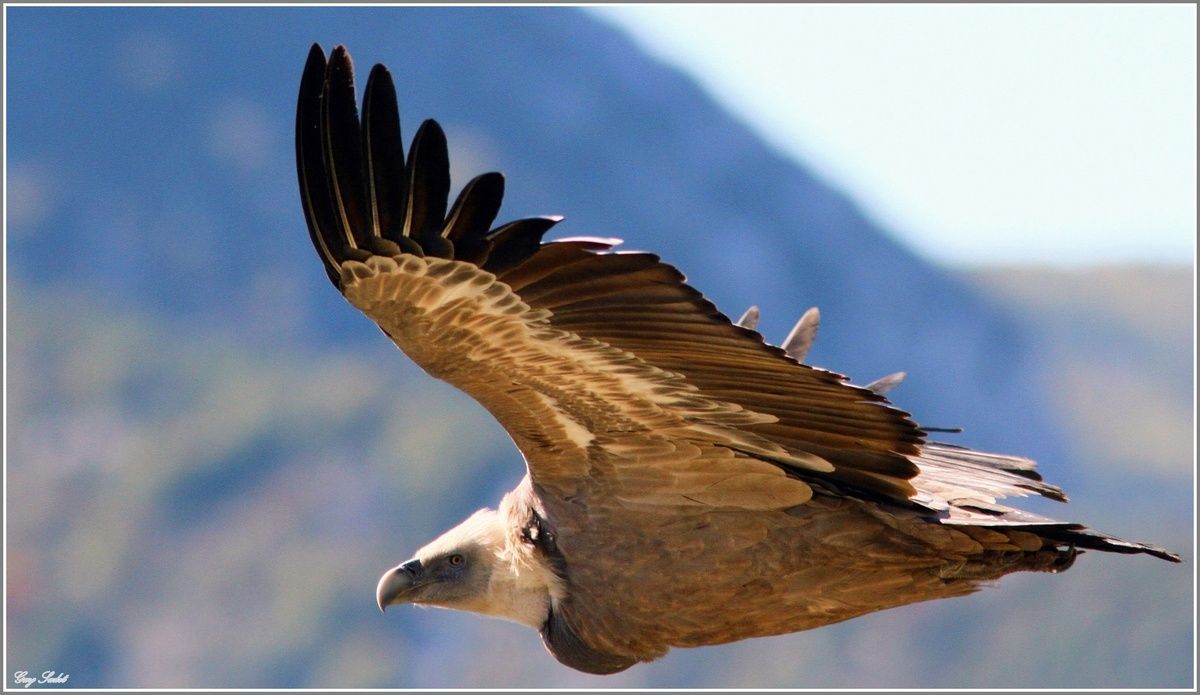 Почему грифы Вердона не могут взлететь с земли и при чём тут Стикс