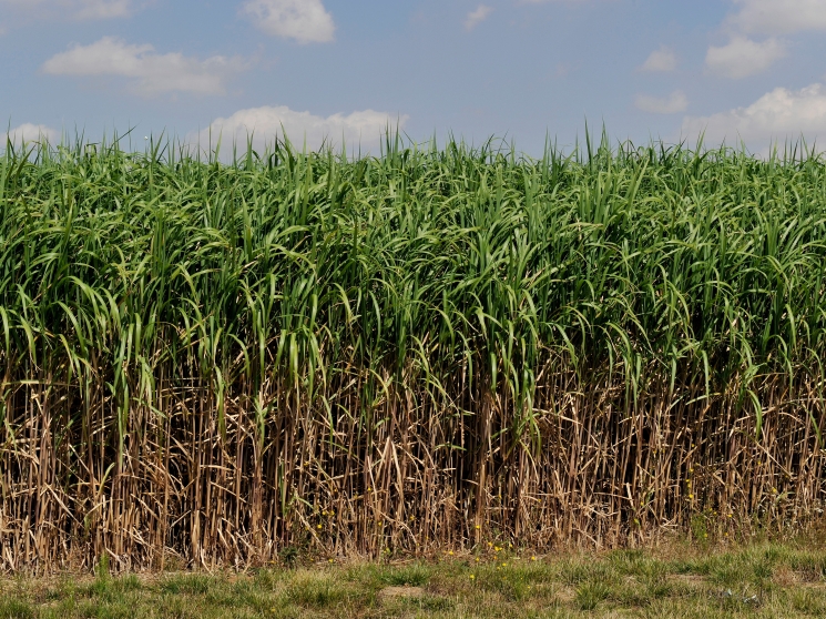 Французский фермер отказался от химии и трактора — и его спасли цапли и китайская трава