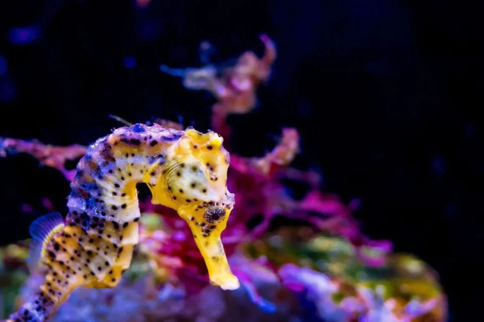 Морские коньки лагуны То, которых нет больше нигде на планете