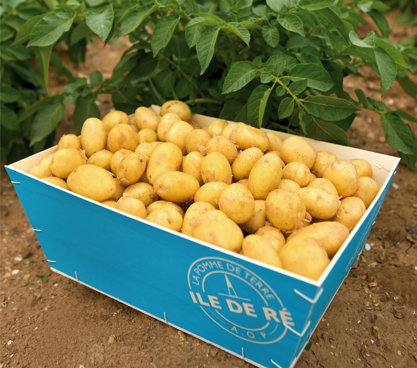 Мороженое из устриц и картофель, который чистят руками — гастрономия острова Ре