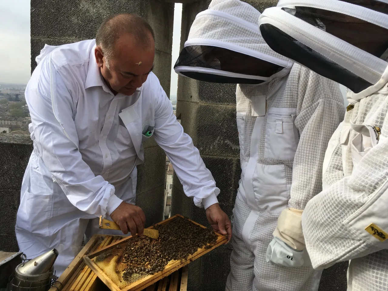 На башне Папского дворца в Авиньоне стоят ульи, и городские пчёлы обгоняют деревенских